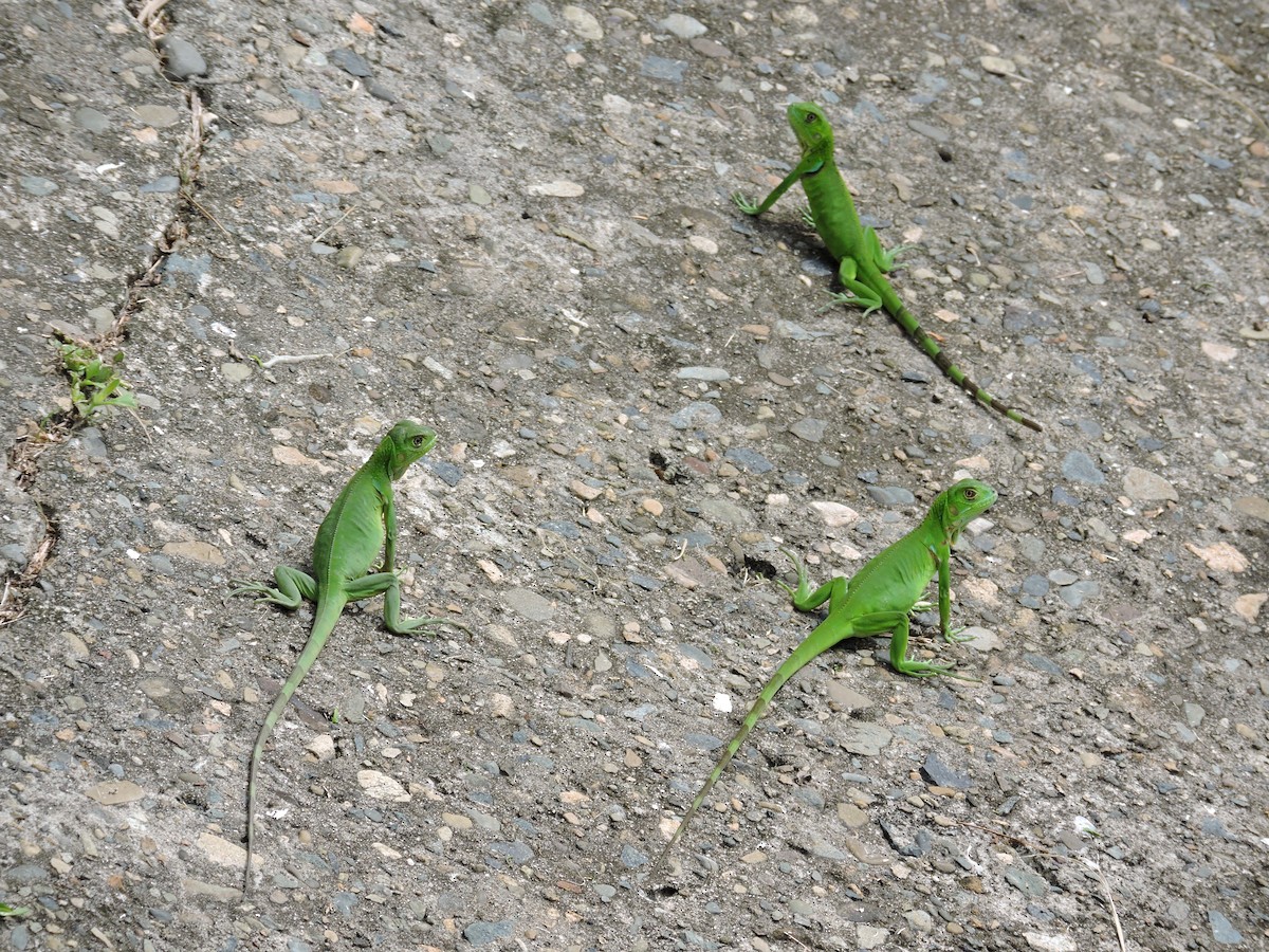 Animals - ML646639481