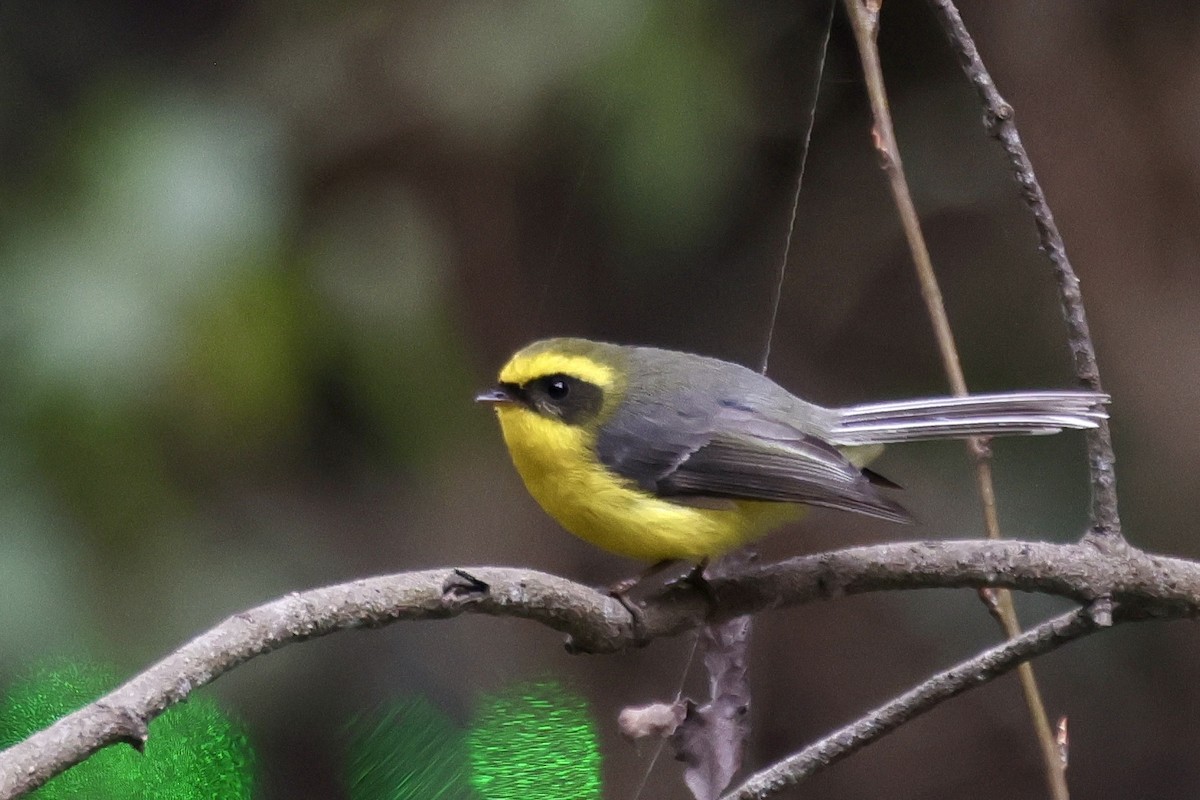 Yellow-bellied Fairy-Fantail - ML646639483