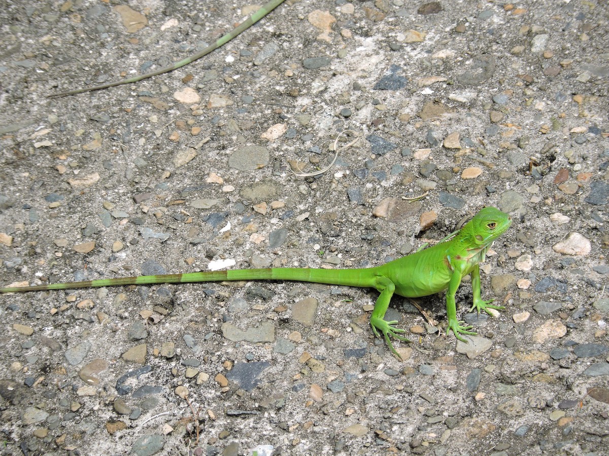 Animals - ML646639487