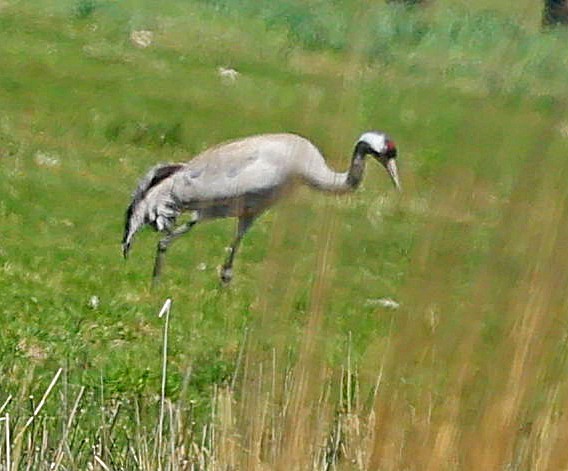 Kranich - ML646639488
