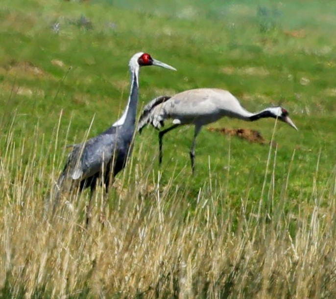 Kranich - ML646639490