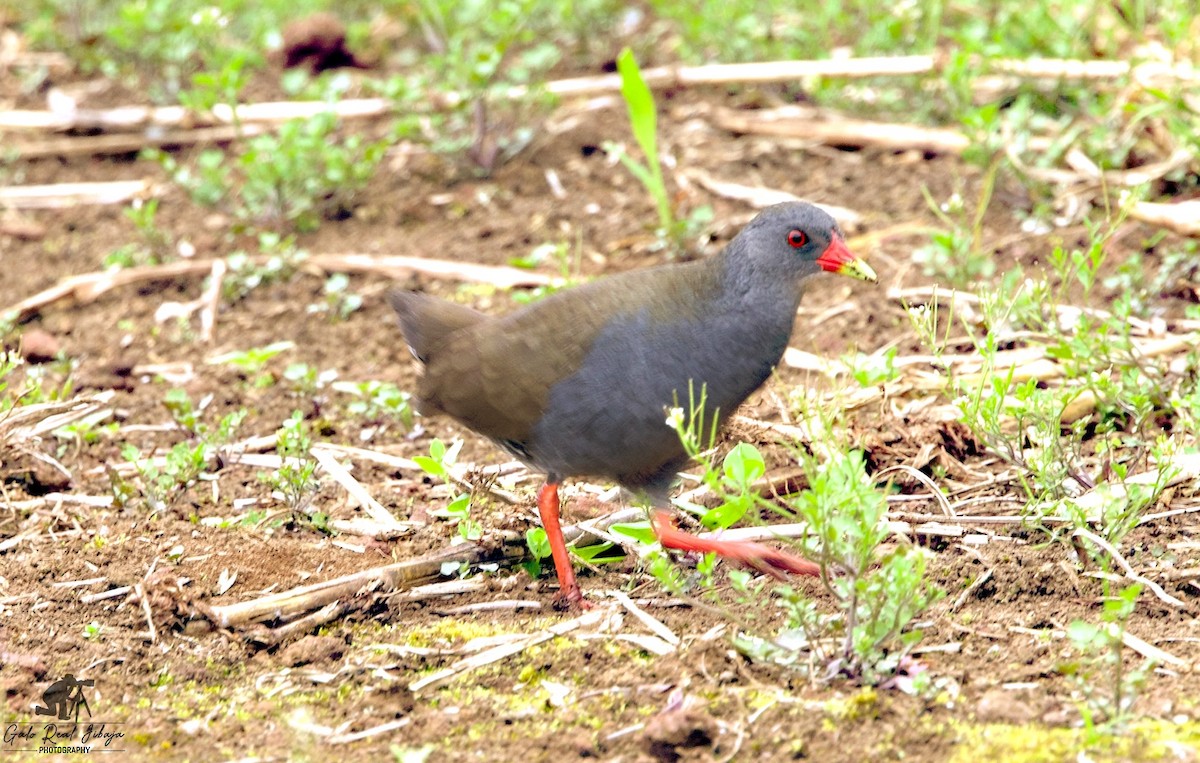 Paint-billed Crake - ML646639497