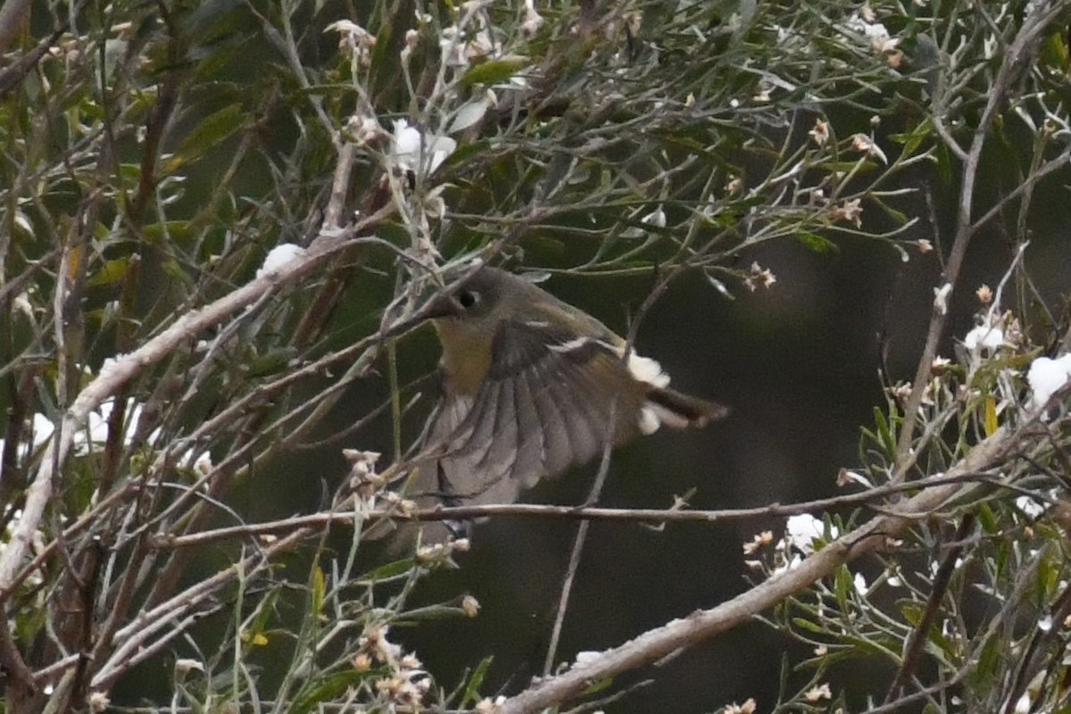 Ruby-crowned Kinglet - ML646639498