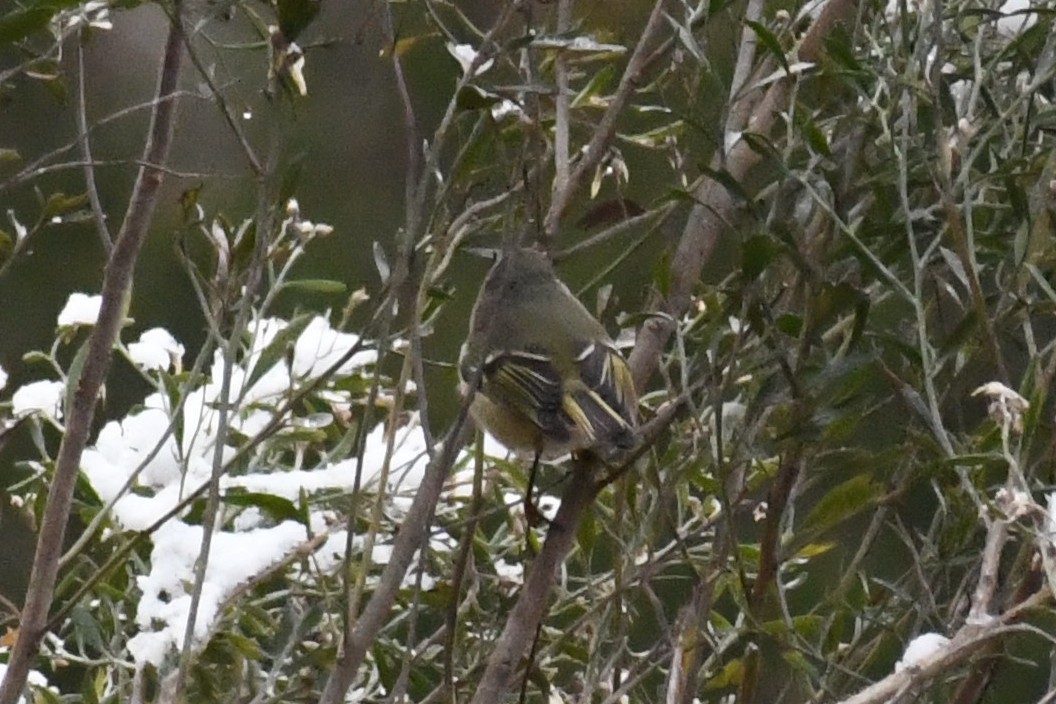 Ruby-crowned Kinglet - ML646639499