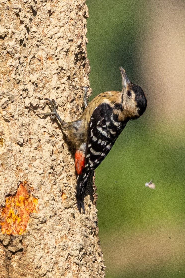 Fulvous-breasted Woodpecker - ML646639500