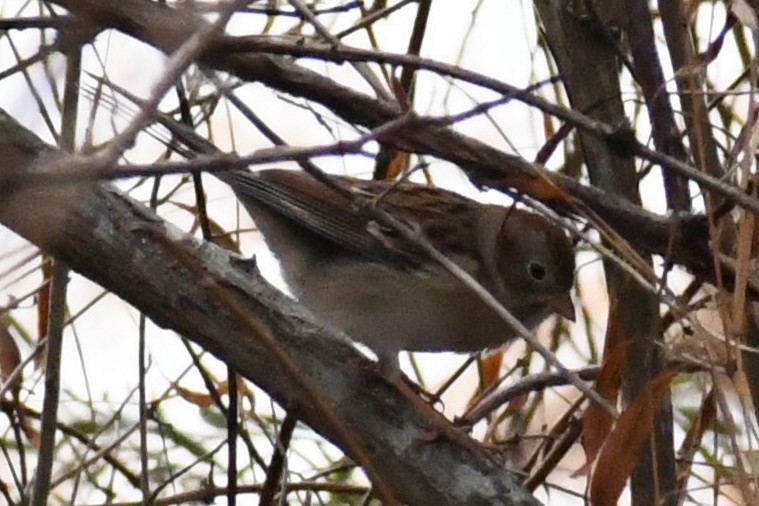 Карнатка польова - ML646639503