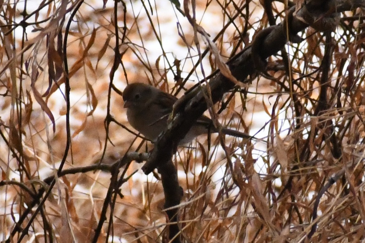 Карнатка польова - ML646639504