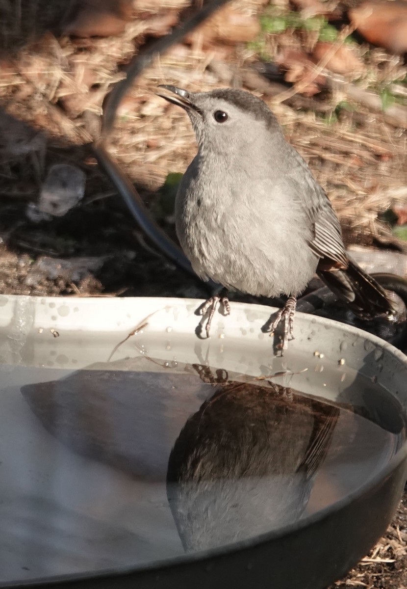 Miaulari grisa - ML646639505