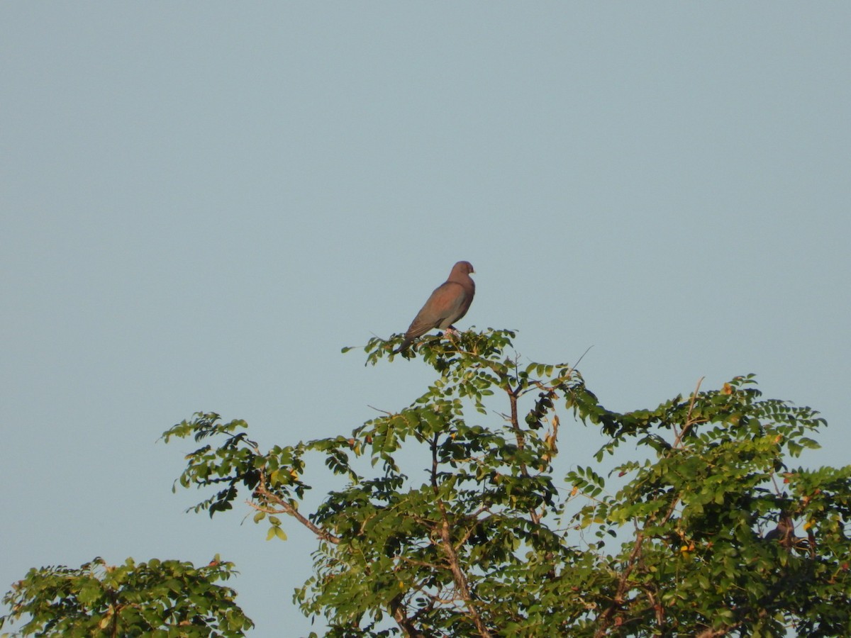 Red-billed Pigeon - ML646639506
