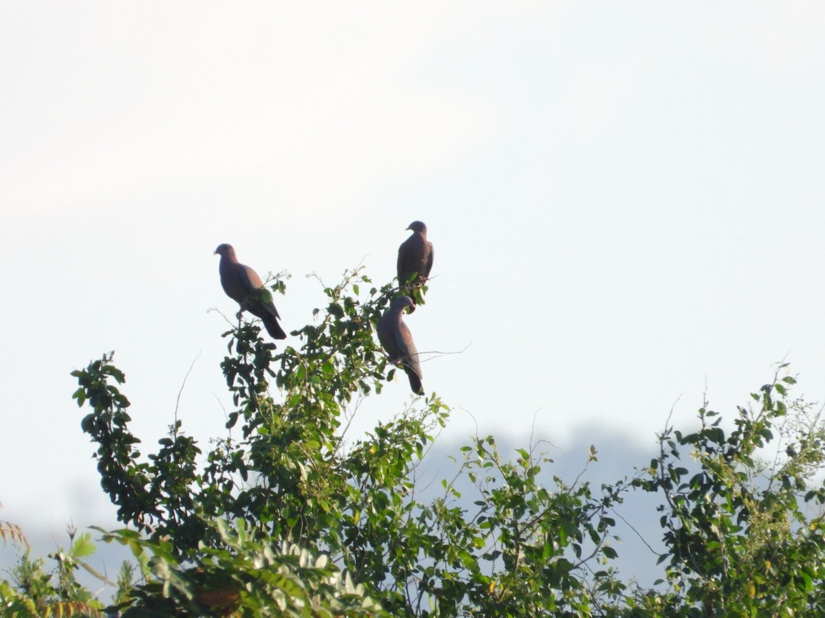 Red-billed Pigeon - ML646639507