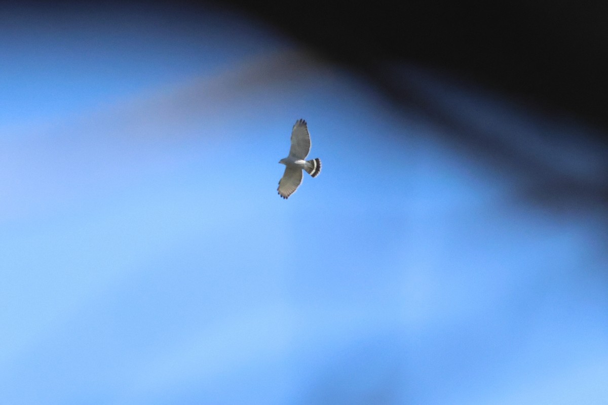 Gray Hawk - ML646639512