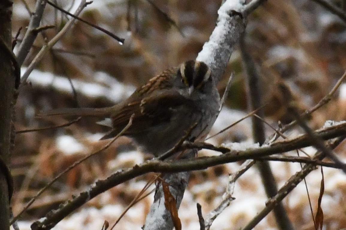 Бруант білогорлий - ML646639513