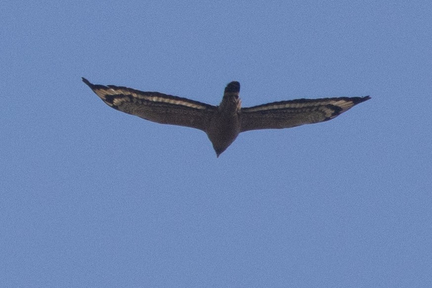 Culebrera Chiíla - ML646639514