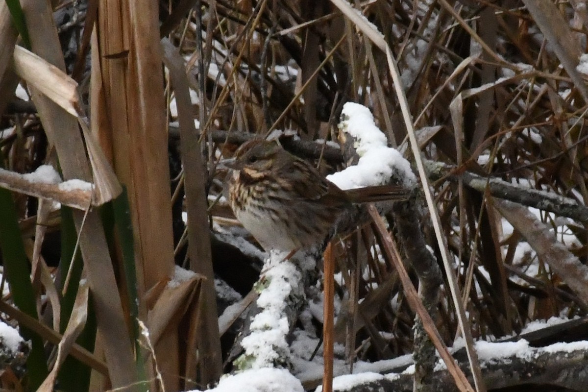 Пасовка співоча (підвид melodia/atlantica) - ML646639515