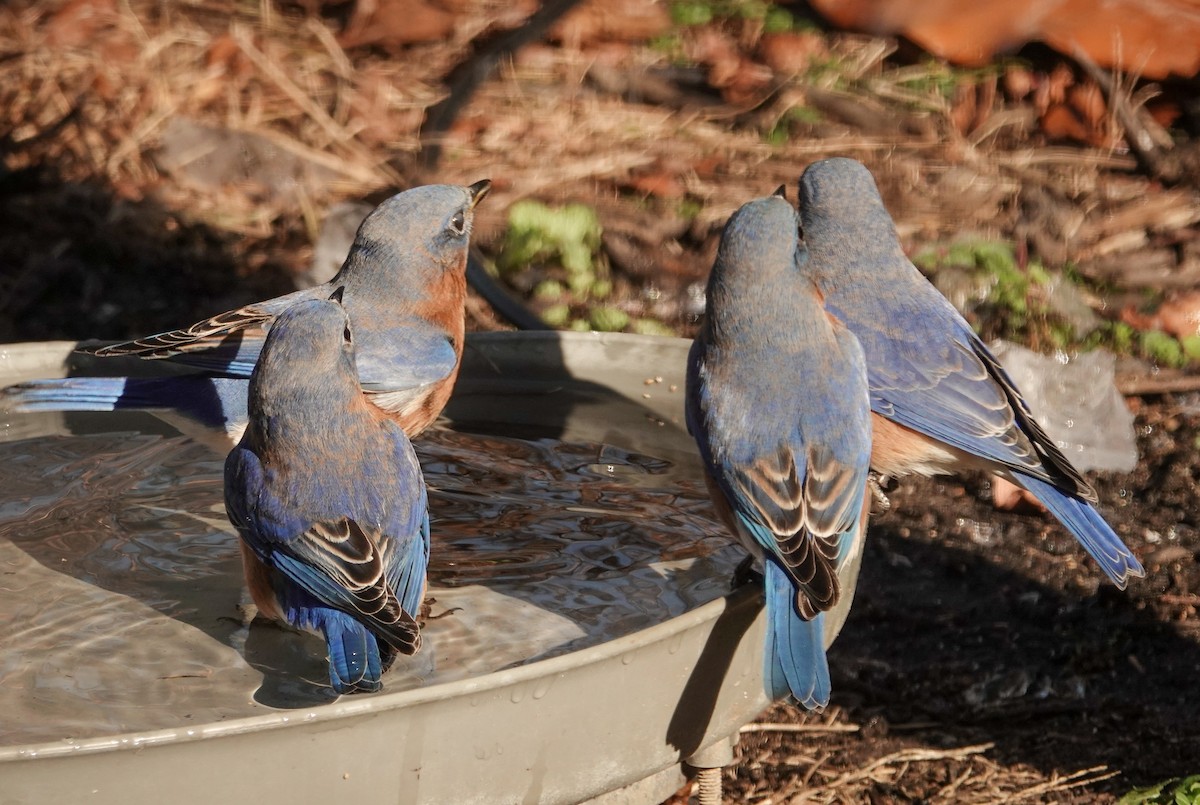 Eastern Bluebird - ML646639516