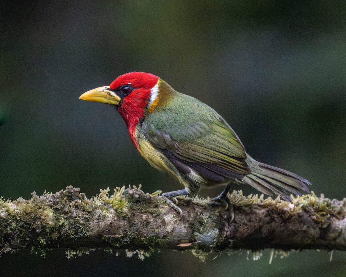 Red-headed Barbet - ML646639519