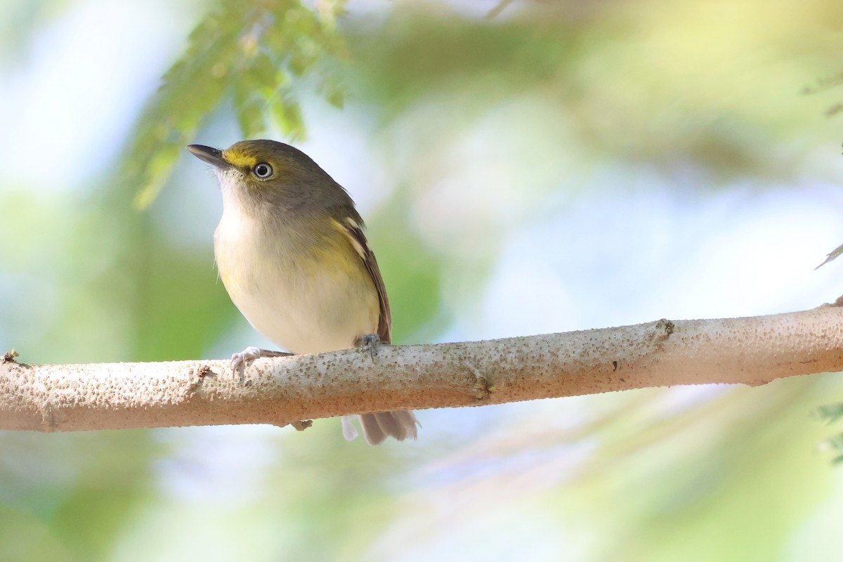 White-eyed Vireo - ML646639521