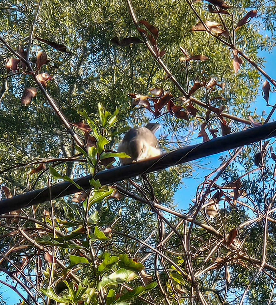Northern Mockingbird - ML646639522