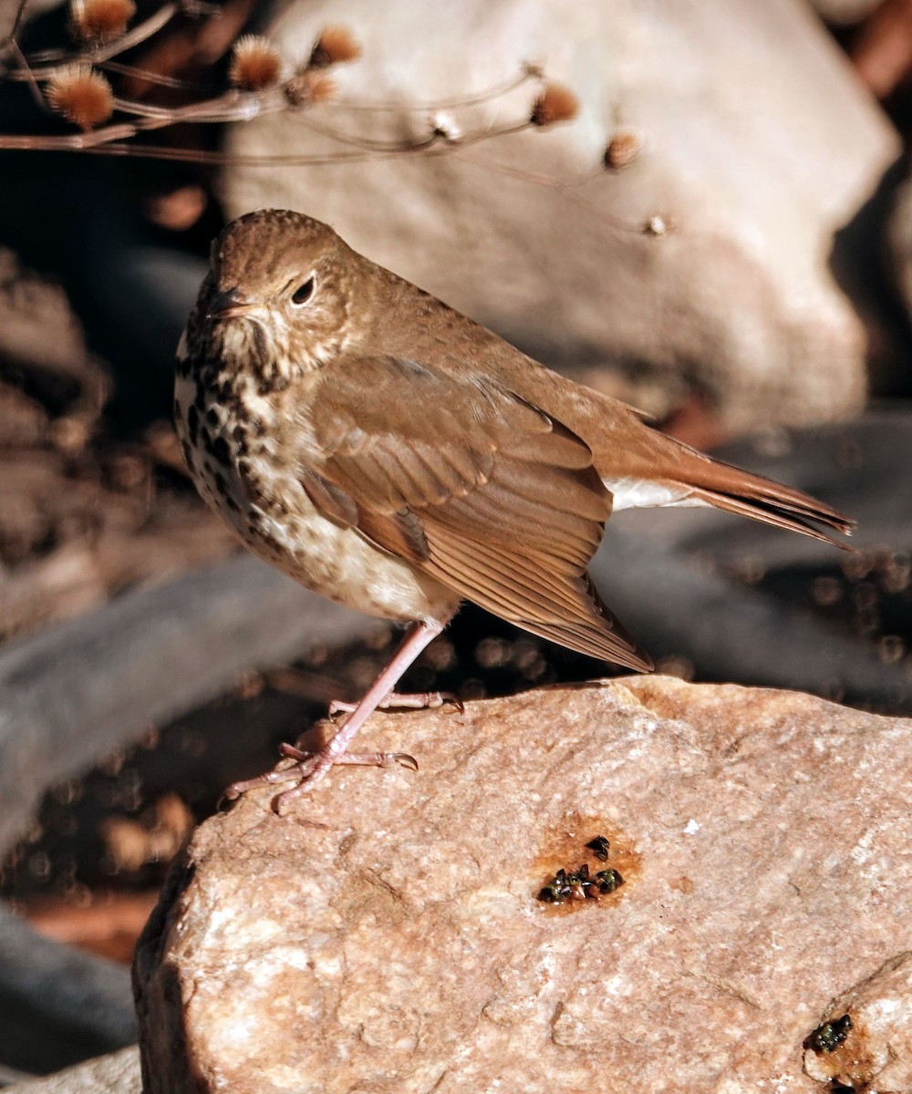 Hermit Thrush - ML646639527
