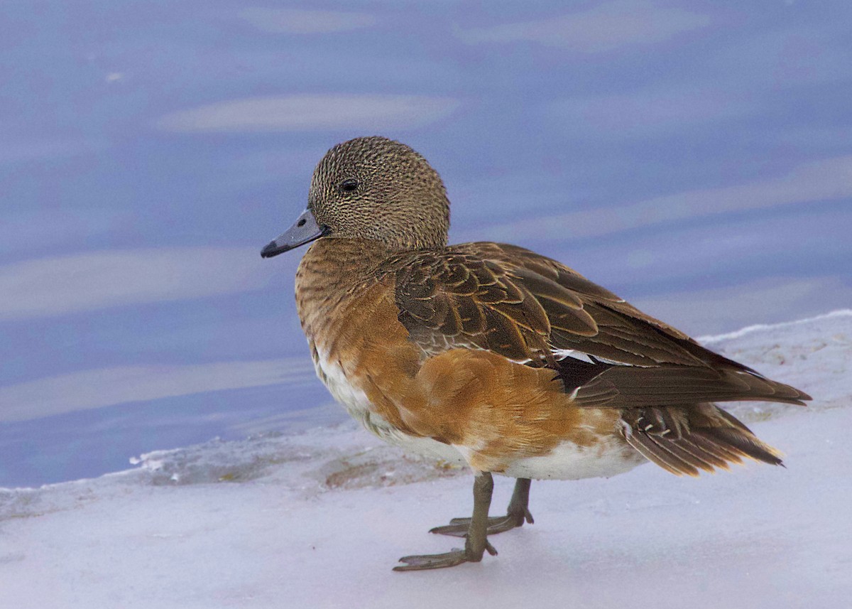 hvízdák americký - ML646639530