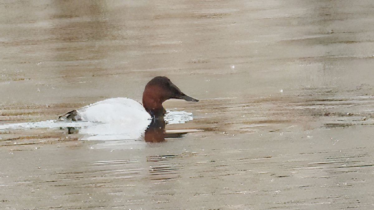 Canvasback - ML646639532