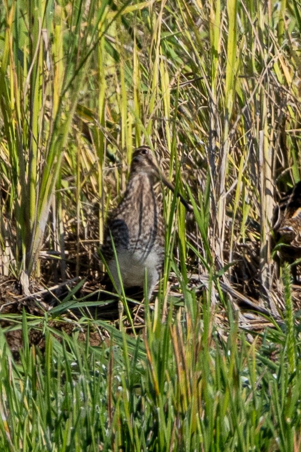 ハリオシギ - ML646639533