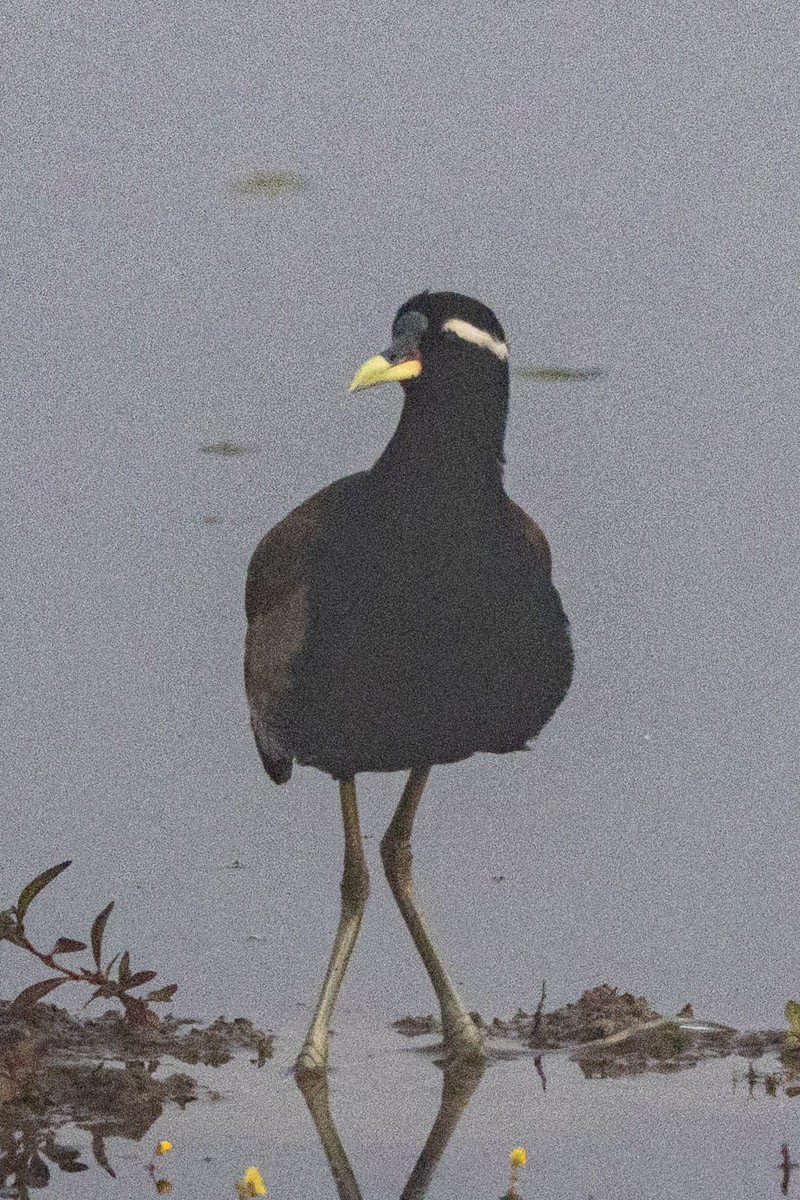 Bronze-winged Jacana - ML646639539
