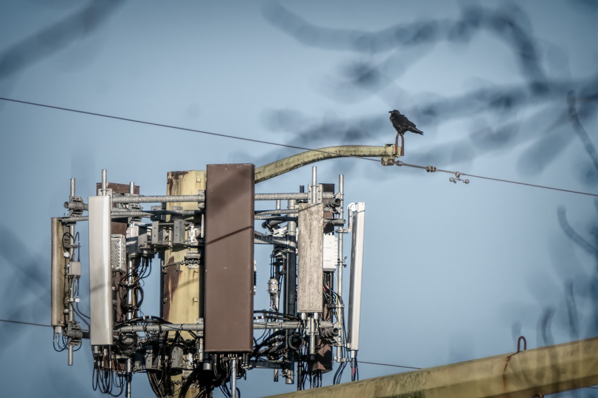 Common Raven - ML646639544