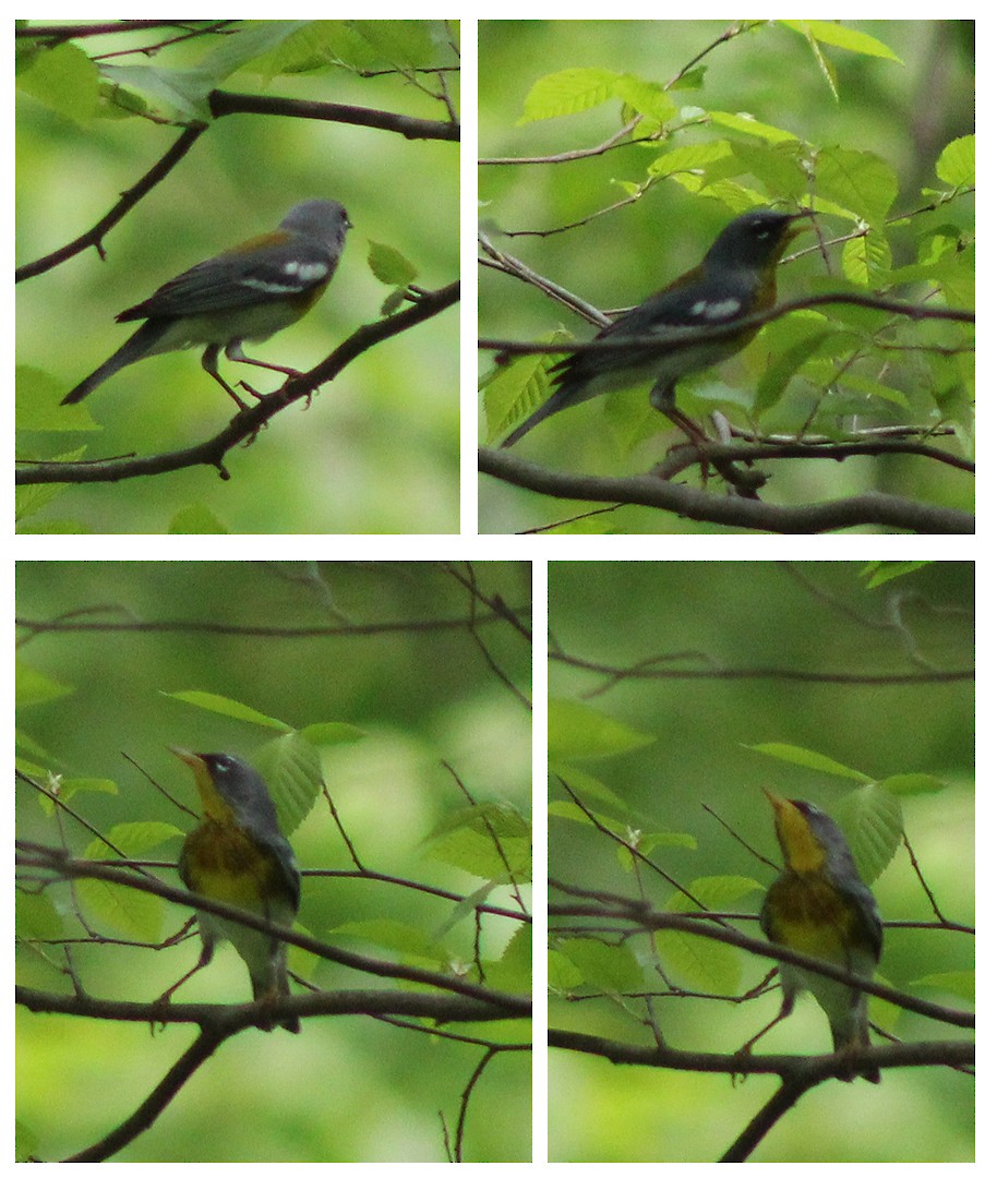 Очковая древесница - ML646639548