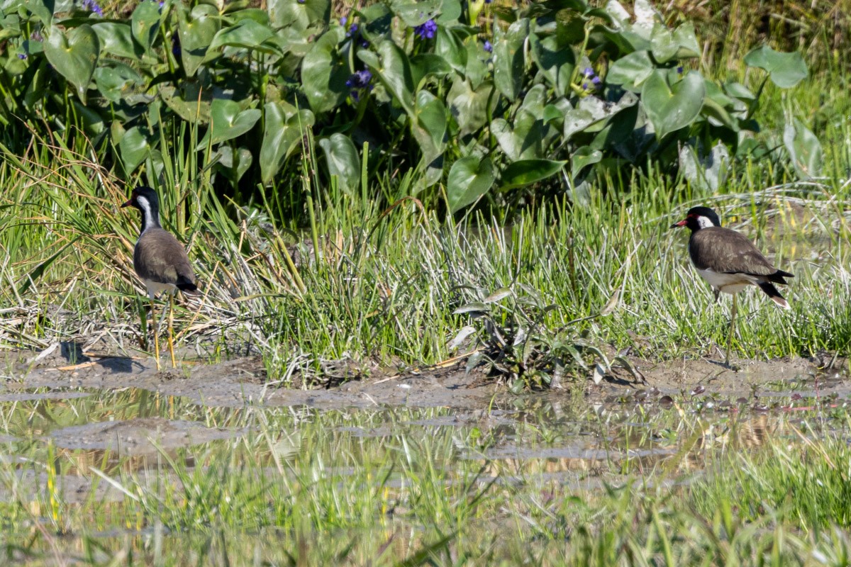 Red-wattled Lapwing - ML646639550