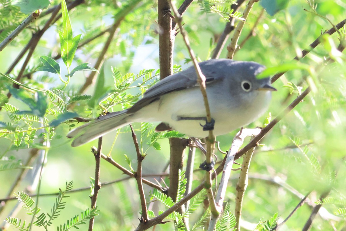 Blue-gray Gnatcatcher - ML646639551