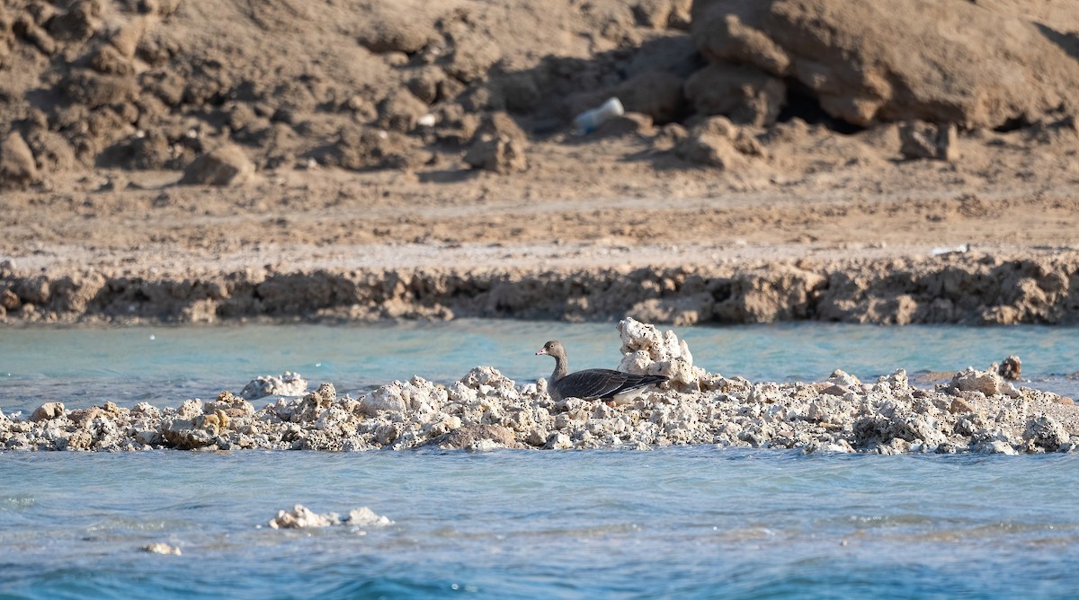 Гуска мала - ML646639555