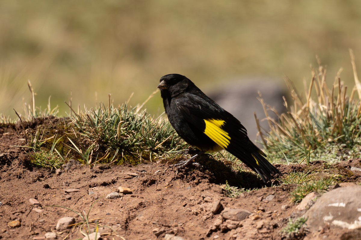 Black Siskin - ML646639556