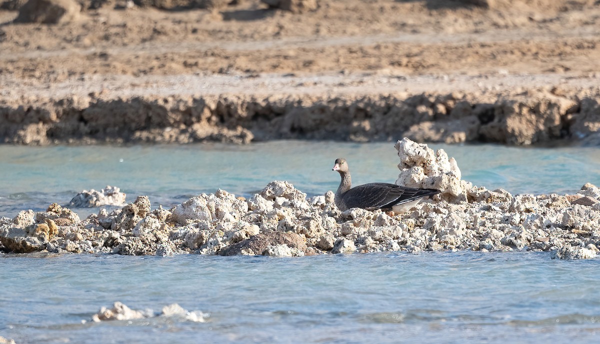 Гуска мала - ML646639557