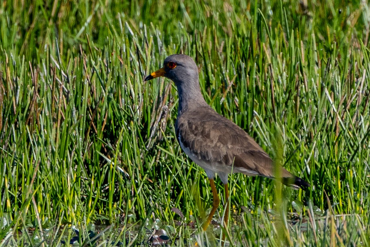 Gray-headed Lapwing - ML646639558