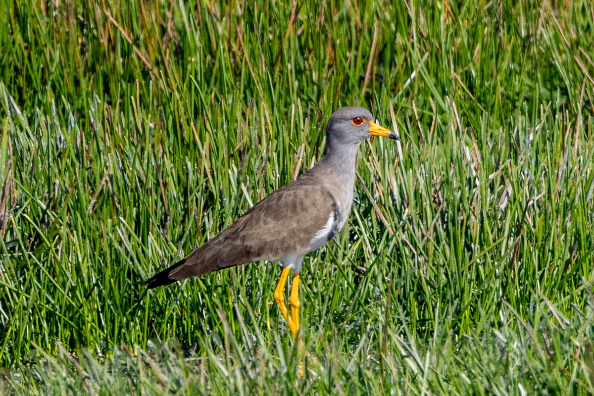 Gray-headed Lapwing - ML646639559