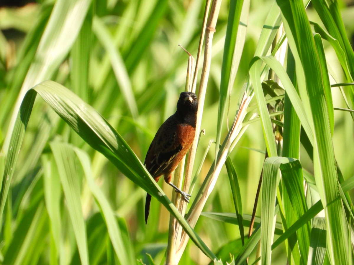 Oriole des vergers - ML646639562