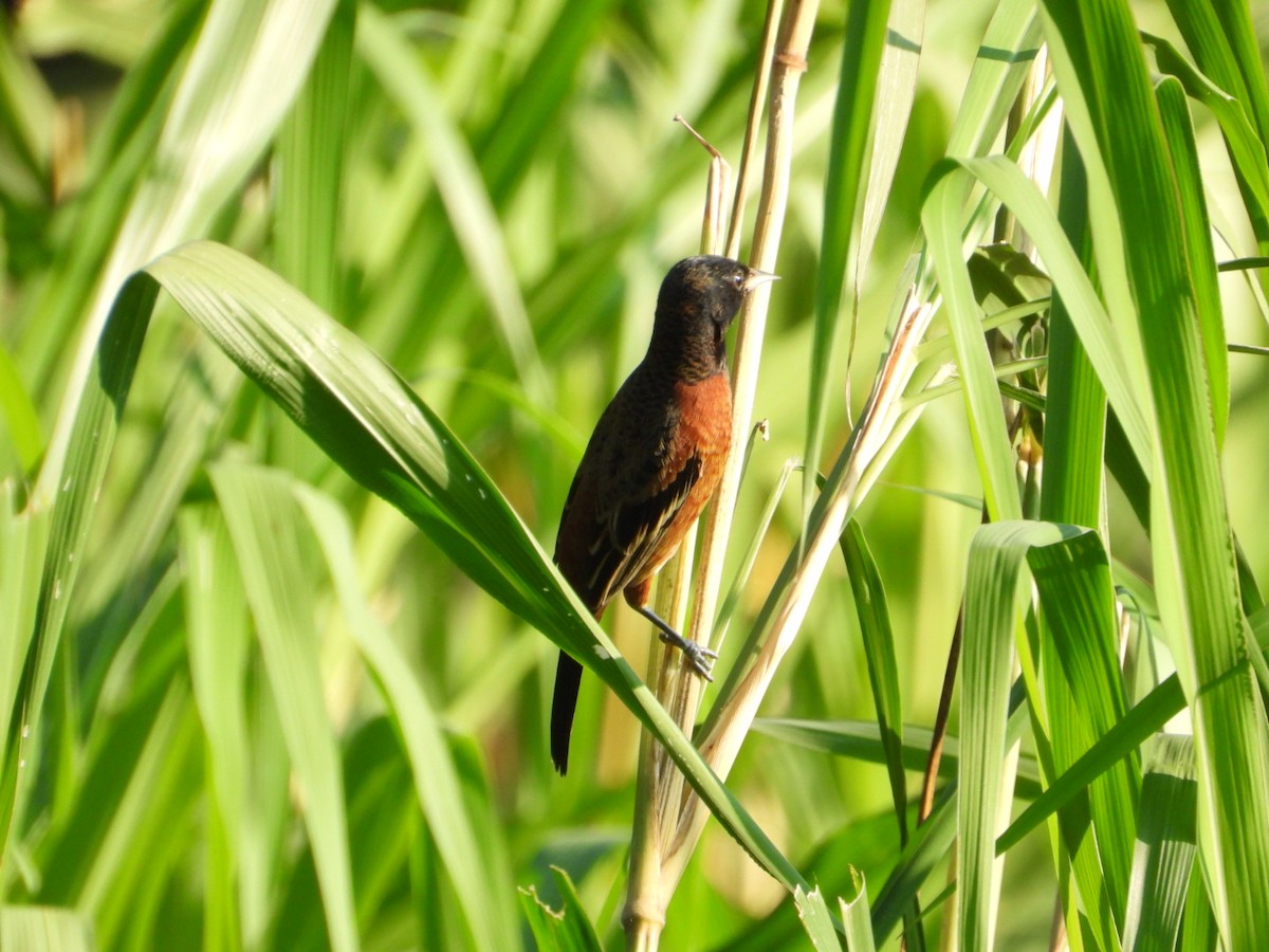 Oriole des vergers - ML646639563