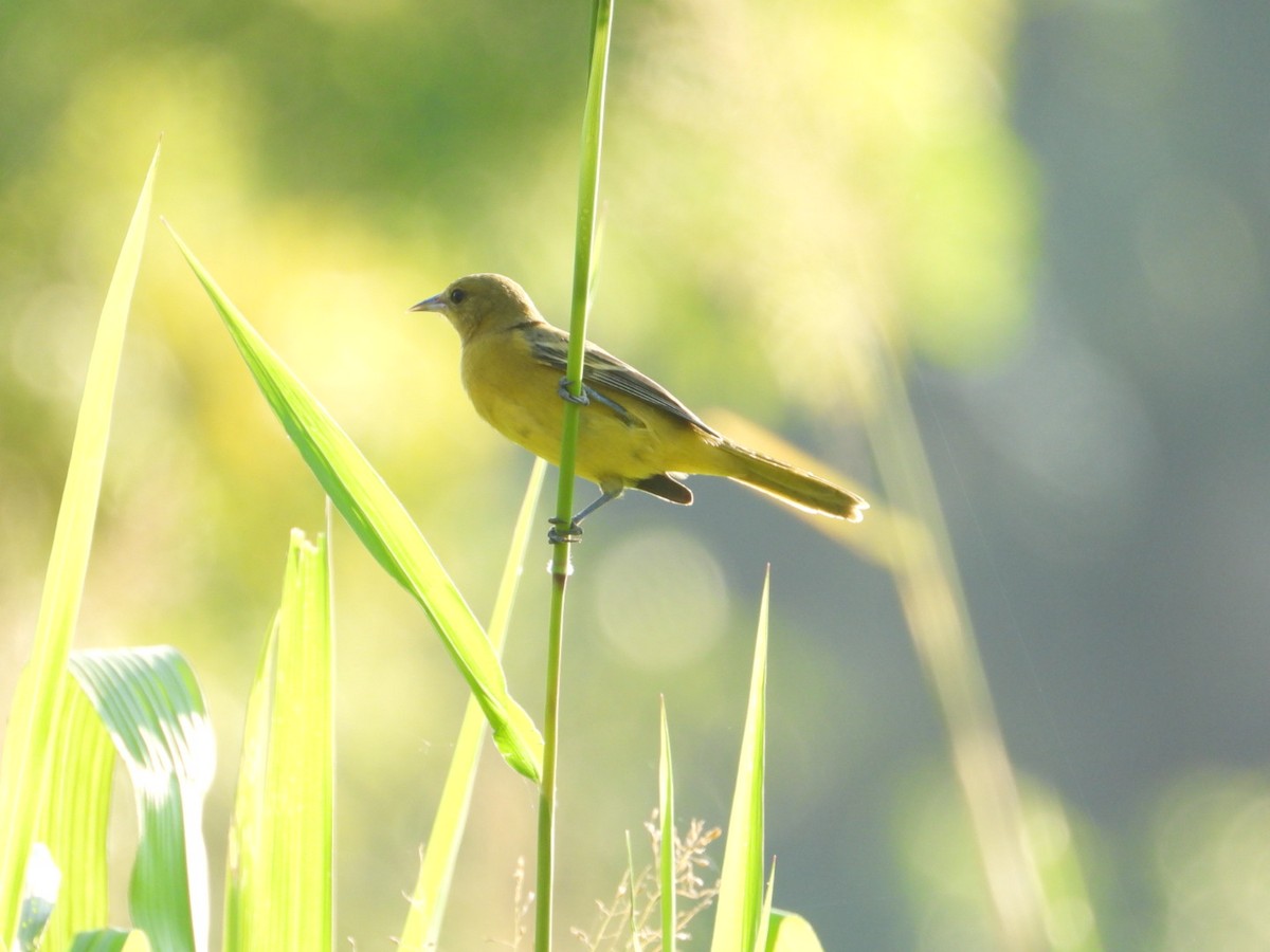 Oriole des vergers - ML646639564