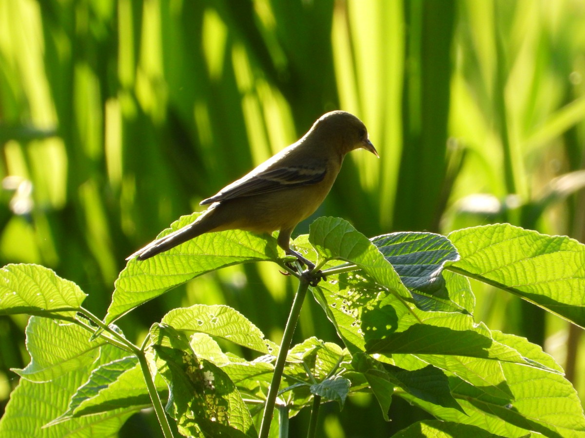 Oriole des vergers - ML646639565