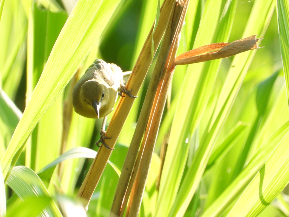 Oriole des vergers - ML646639566