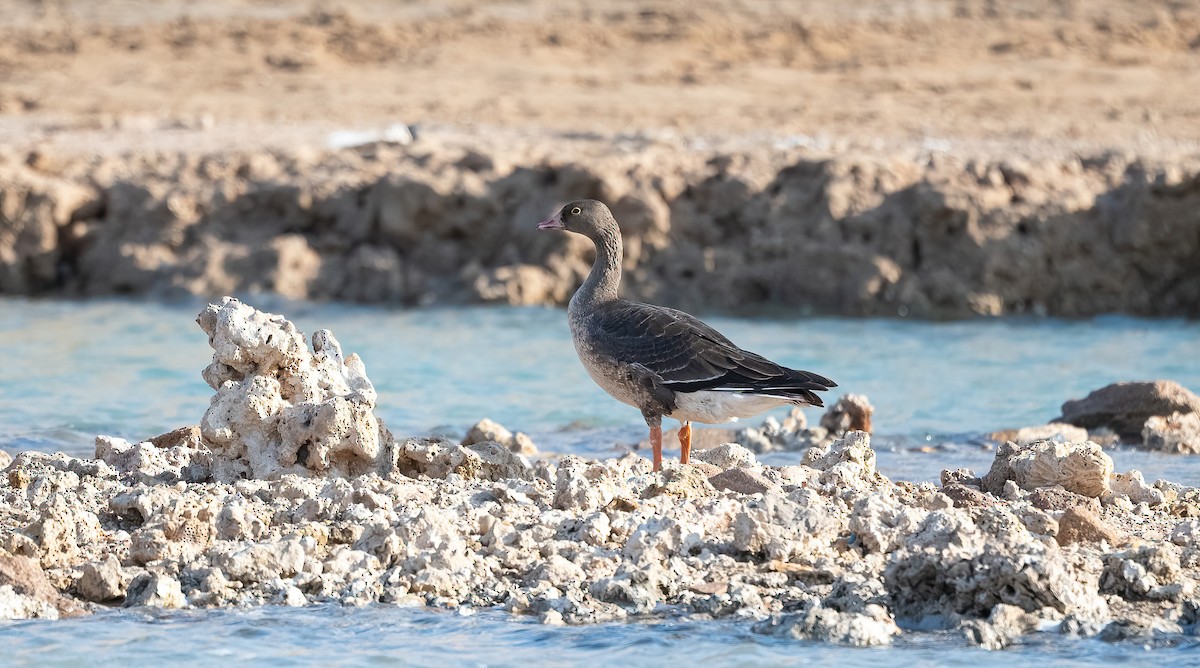 Гуска мала - ML646639568