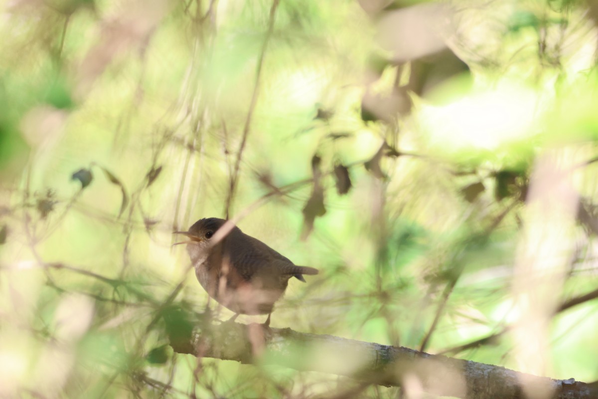 Northern House Wren - ML646639569