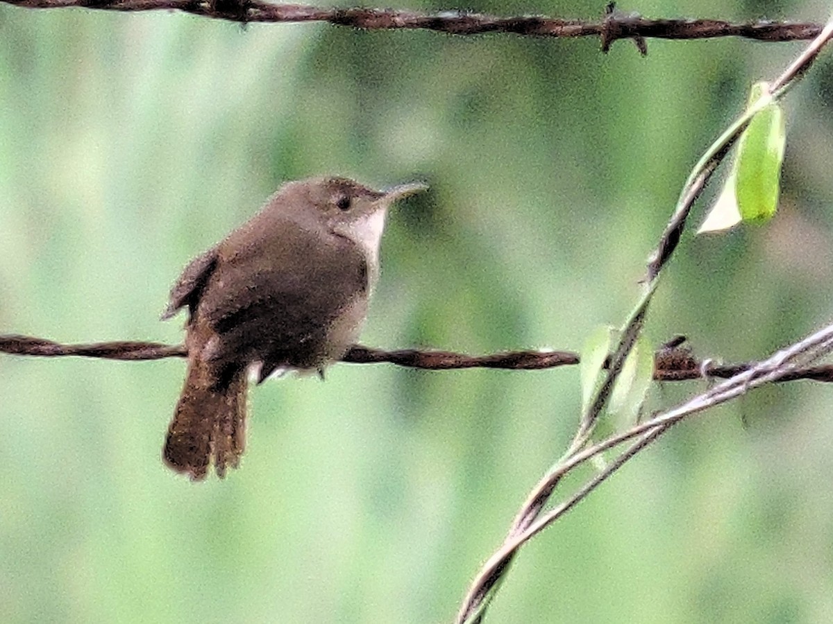 Southern House Wren - ML646639570