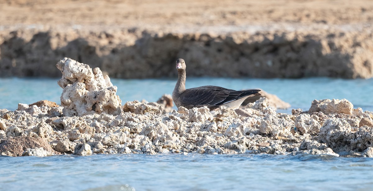 Гуска мала - ML646639574