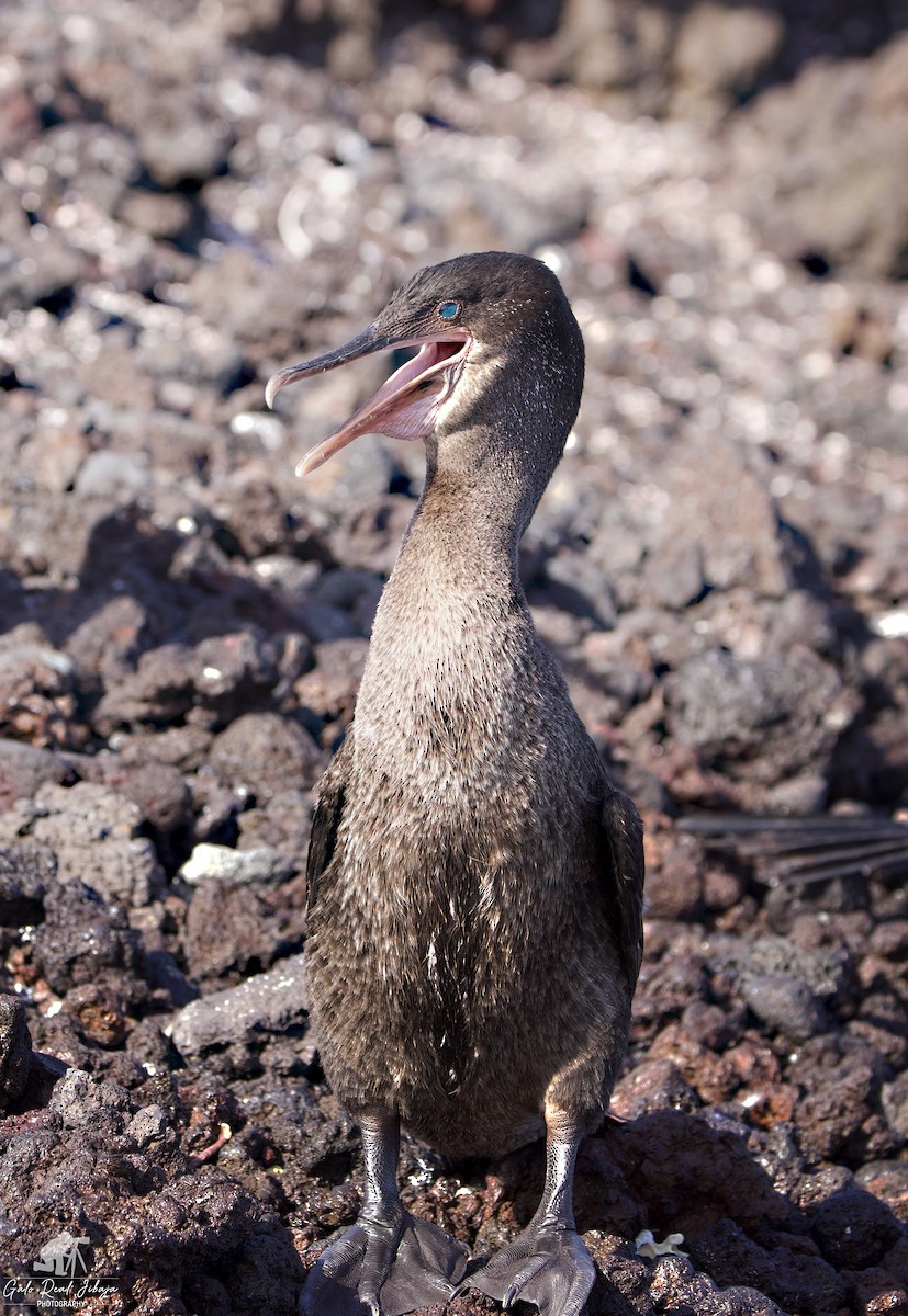 Flightless Cormorant - ML646639575
