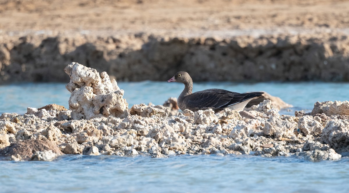 Гуска мала - ML646639576