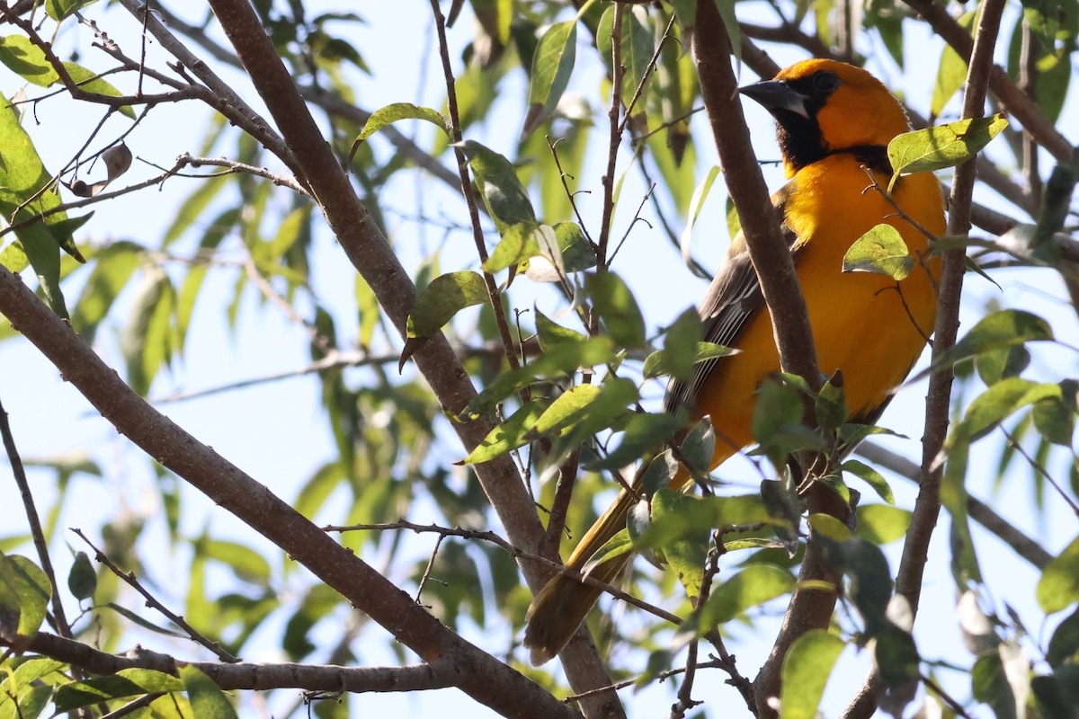 Altamira Oriole - ML646639577