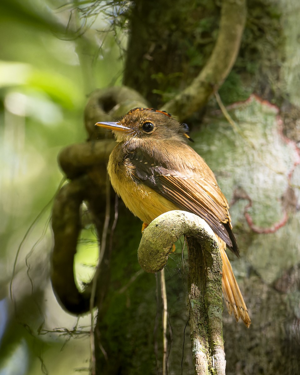 Mosquero Real del Atlántico - ML646639578