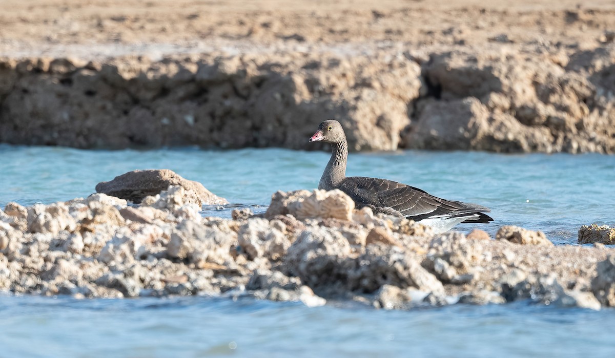 Гуска мала - ML646639579